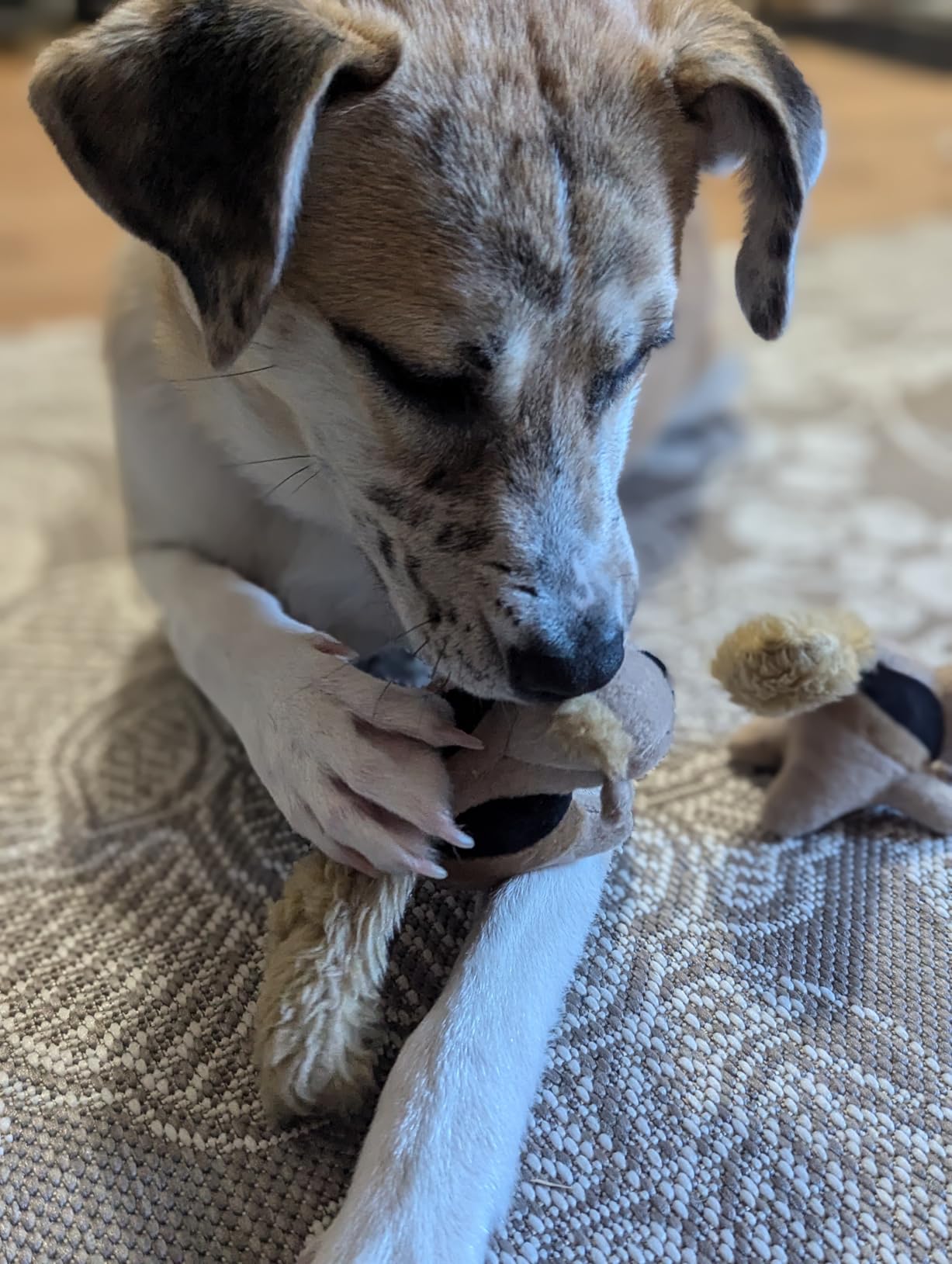 Outward Hound Hide-A-Squirrel Plush Squeaky Dog Toy, Small, 5
