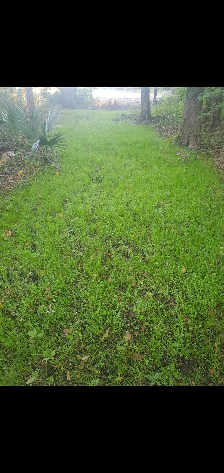 EVOLVED HARVEST Throw & Gro No-Till Forage for Deer - Easy-to-Plant Fast-Growing Food Plot Seeds, 5 Lbs customer photo 1