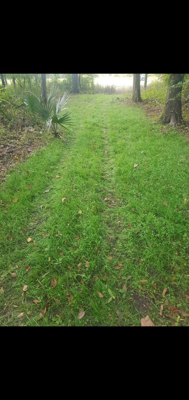 EVOLVED HARVEST Throw & Gro No-Till Forage for Deer - Easy-to-Plant Fast-Growing Food Plot Seeds, 5 Lbs customer photo 2
