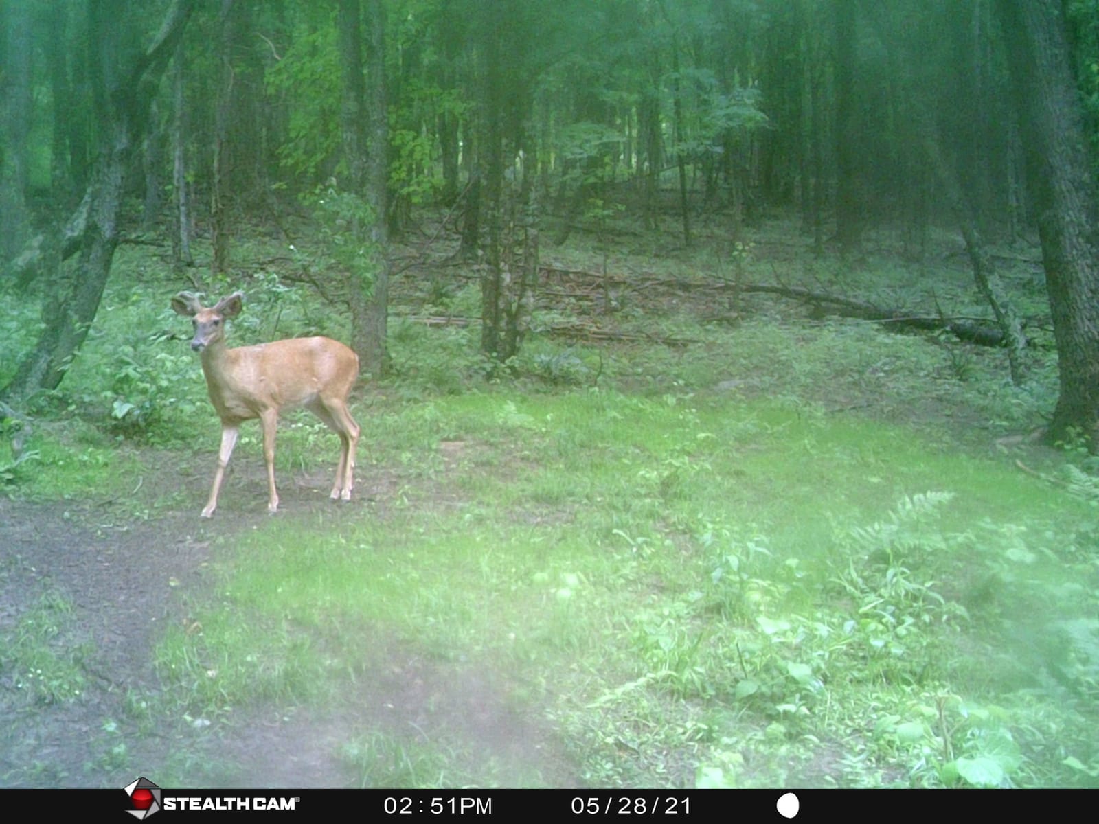 Hot Spot No-Till Deer Food Plot Seed, Easy to Plant Wheat, Deer Radish, Rye and Rapeseed Blend, 5 lb Bag Plants 1/4 Acre customer photo 2