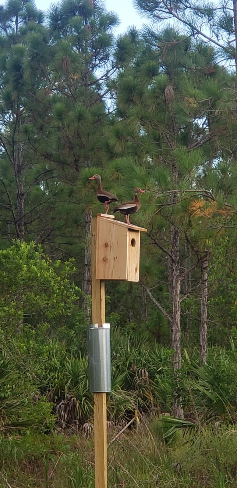 Woodlink WD1 Cedar Duck House, 1 customer photo 1