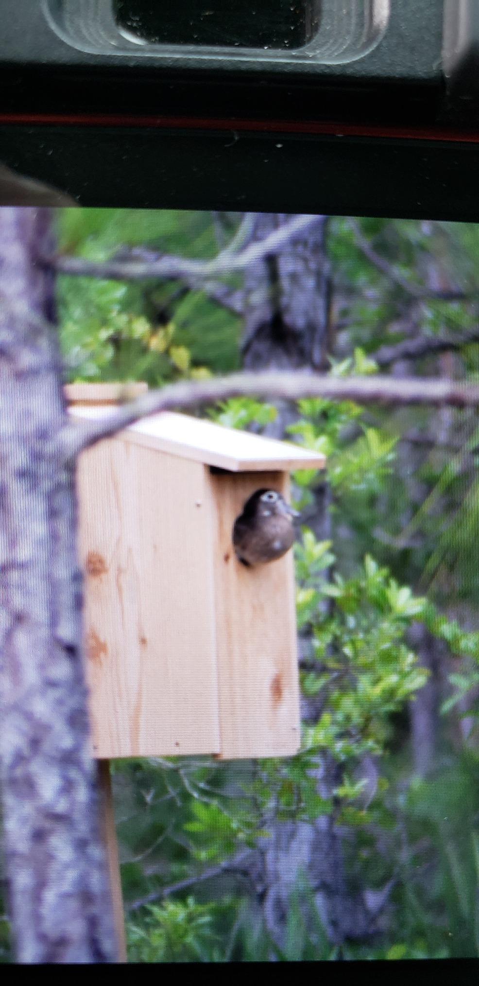 Woodlink WD1 Cedar Duck House, 1 customer photo 2