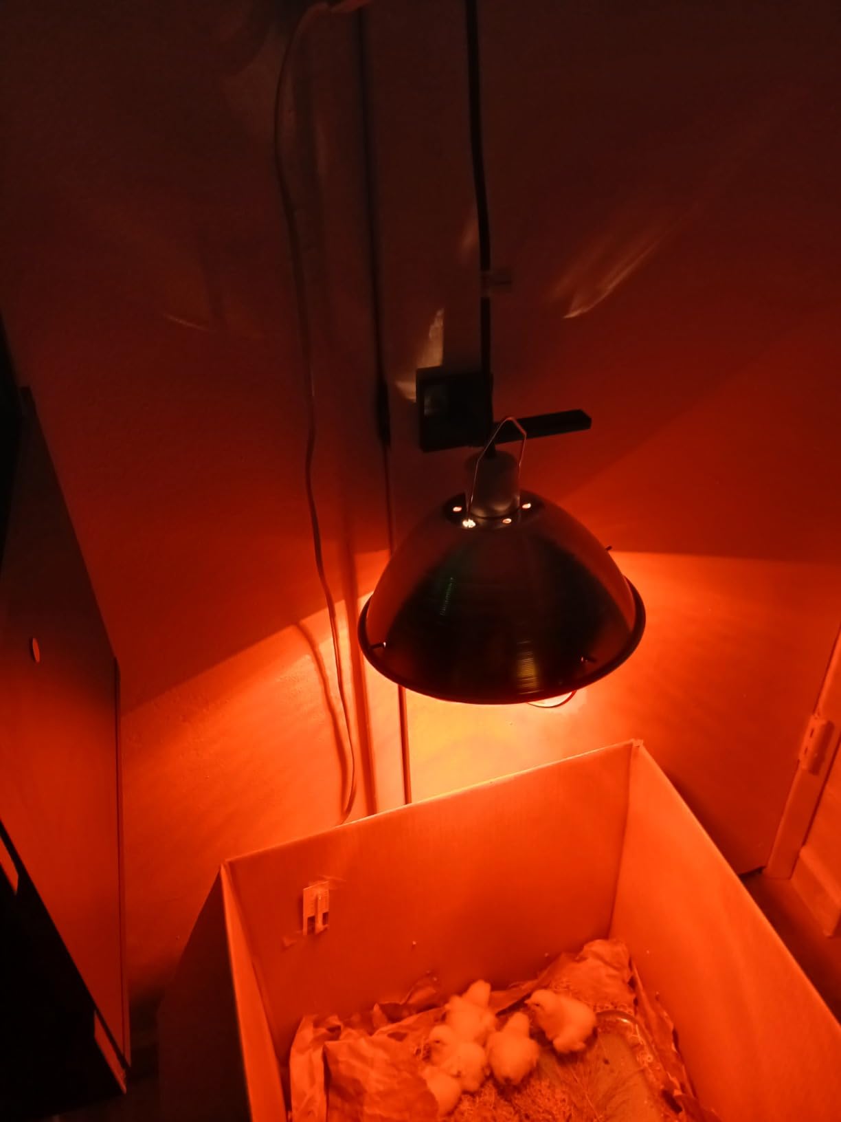 Woods 0165 Brooder Lamp with Bulb Guard;10.5 Inch Reflector and 6 Foot Cord (250 Watt; 18/2 SJTW) customer photo 2