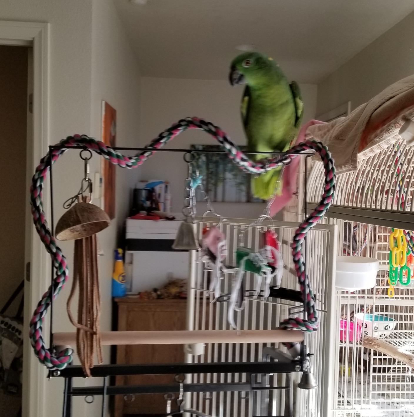 Prevue Pet Products Small Parrot Playstand with Wheels, Bird Stand Activity Play Center with Perches and Ladders, Indoor Outdoor Playground for Birds with Swing, Black Hammertone Finish customer photo 1