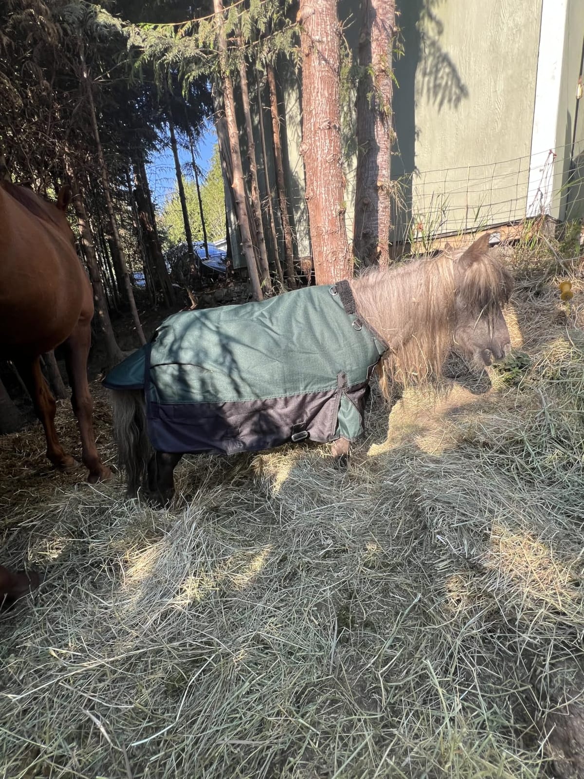 Tough 1 600D Waterproof Poly Miniature Turnout Blanket customer photo 1