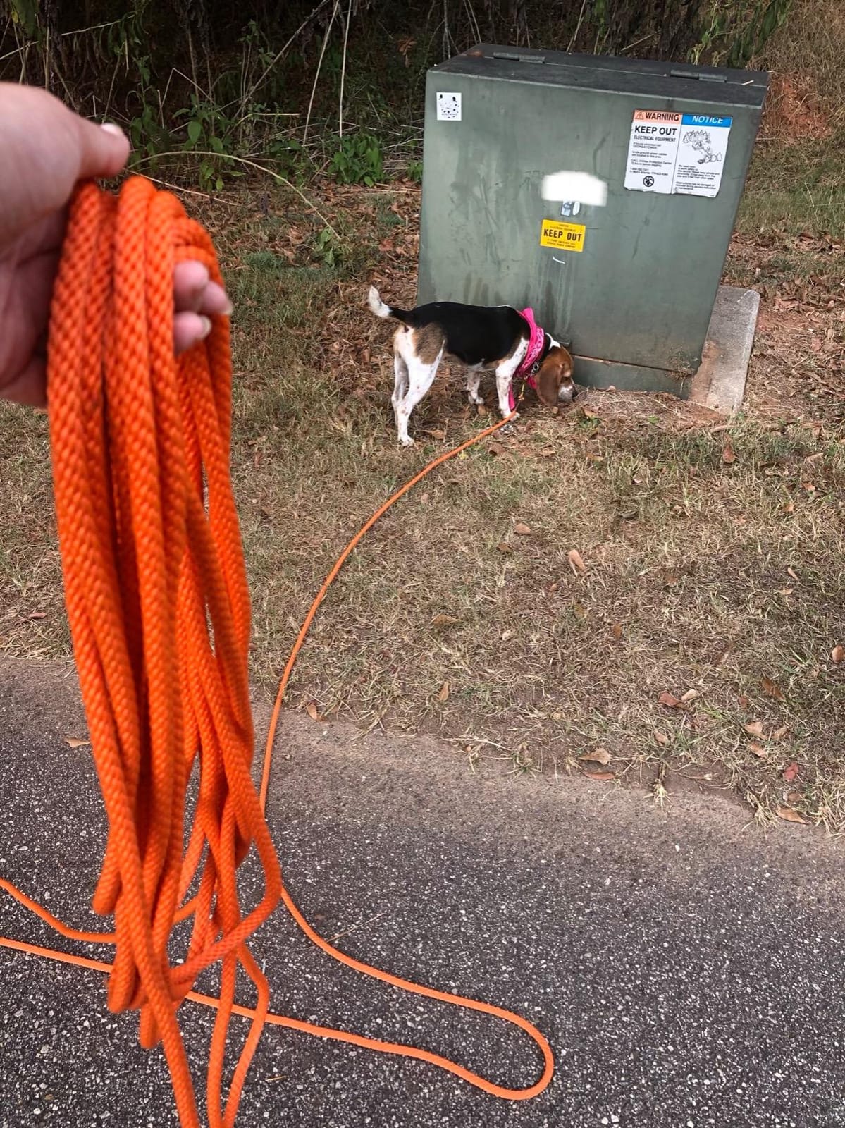 Mendota Pet Check Cord Leash - Dog Training Lead - Made in The USA - Orange, 3/8 in x 50 ft Trainer 50 customer photo 2