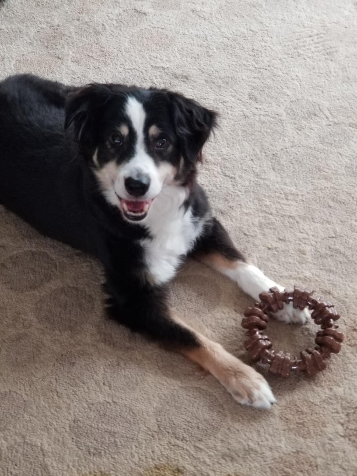 Nylabone Textured Ring Power Chew Toy for X-Large Dogs 50+ lbs customer photo 1