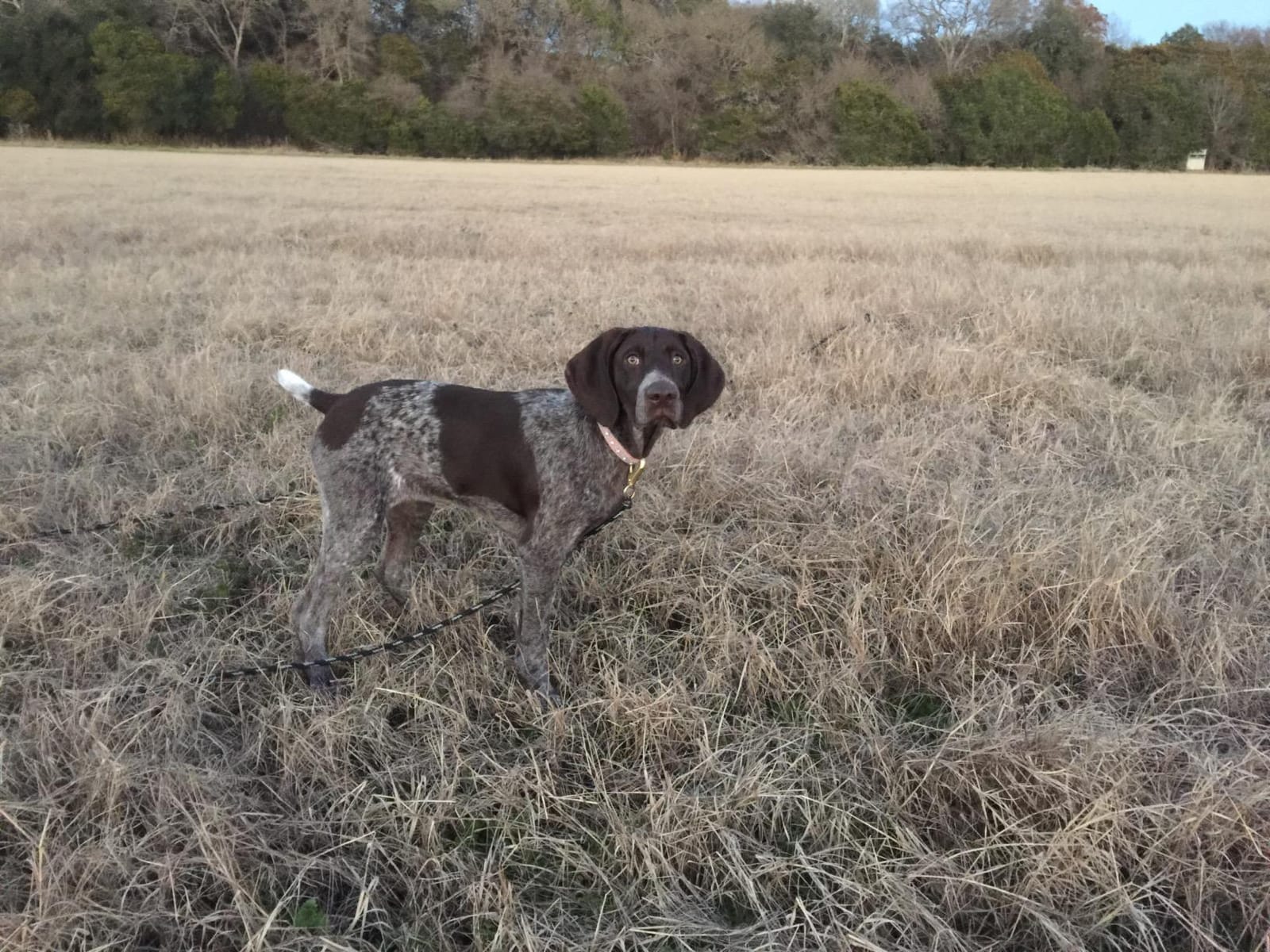 D.T. Systems Remote Bird Launcher 500 Series for Quail and Pigeon Sized Birds with Transmitter Included, Black, Quail/Pidgeon (BL509) | Quiet-Release 700-Yard Range Hunting Dog Training Tool, Easy-Load Trap Door & Beeper/Locator customer photo 2
