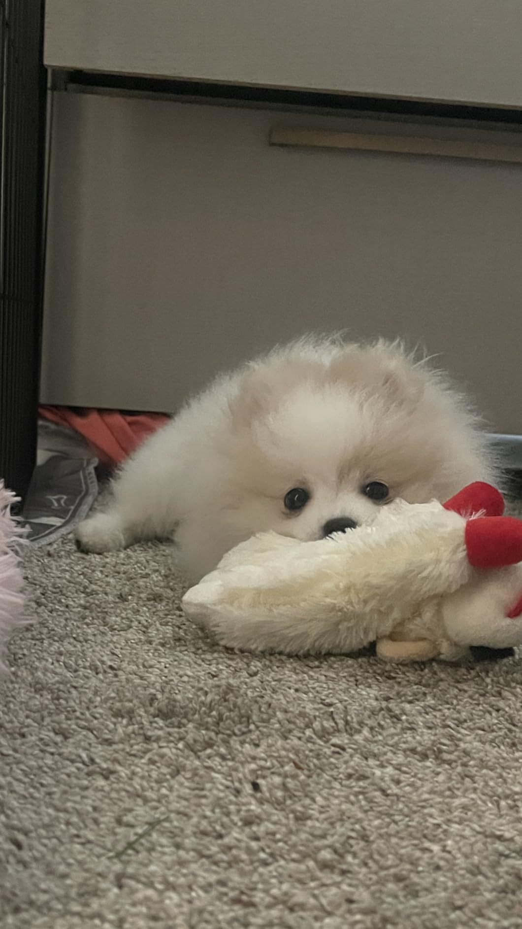 Multipet Lamb Chop Dog Plush Toy - Squeaky Toy for All Dogs - Extra Soft Plush - Stuffed Animal Dog Toy for Cuddling & Playing - Cute Pet Toy (6