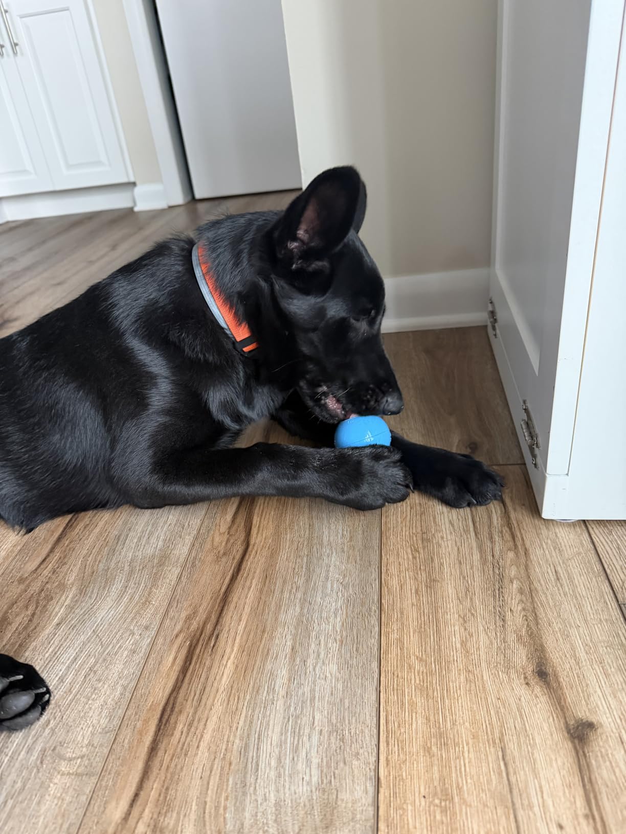 KONG Puppy, Natural Rubber Teething Chew Toy, for XS Puppies, Blue | Gentle Natural Teething Rubber Toy, Stuffable for Treats & Built for Chewing & Fetch with Growing Puppies customer photo 1