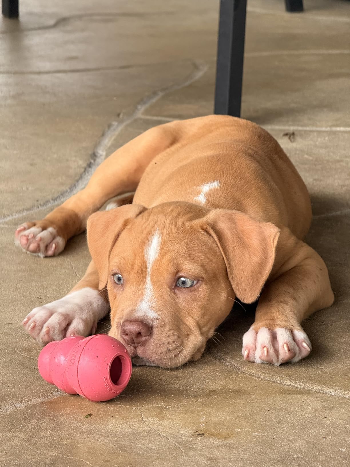 KONG Puppy, Natural Rubber Teething Chew Toy, for XS Puppies, Blue | Gentle Natural Teething Rubber Toy, Stuffable for Treats & Built for Chewing & Fetch with Growing Puppies customer photo 2