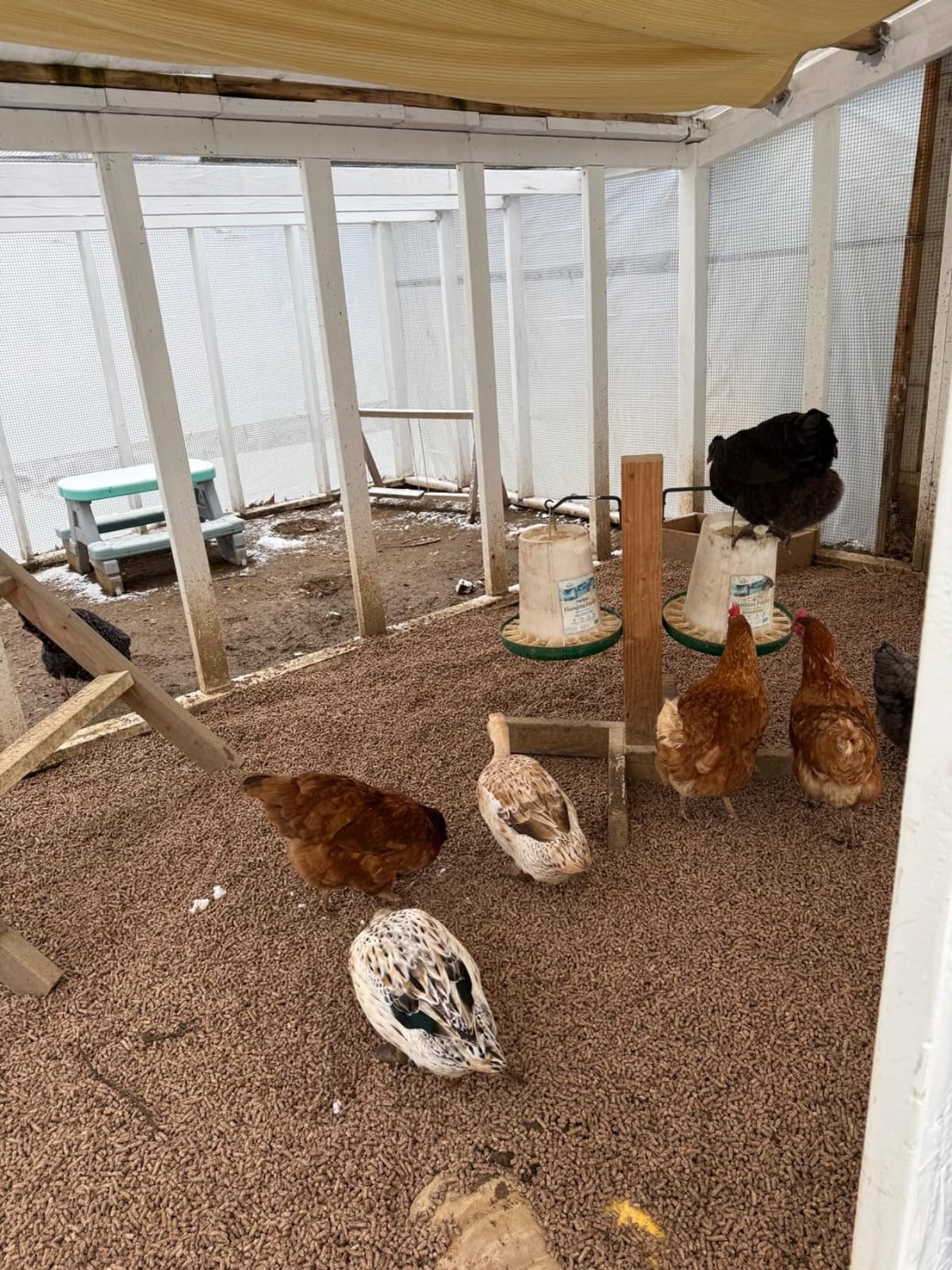Harris Farms Plastic Hanging Poultry Feeder, Twist and Lock Base, For Medium to Large Flocks, Feeds up to 25 Birds, 10 lbs customer photo 2