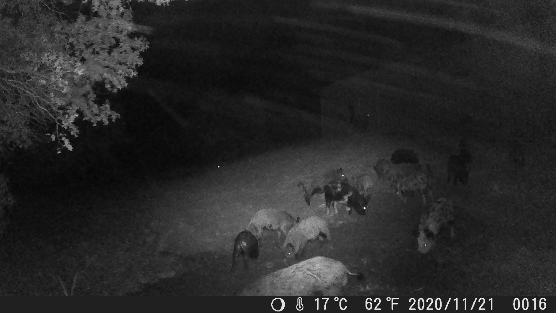 Nite Guard Solar Predator Control Light, (Pack of 4) customer photo 1