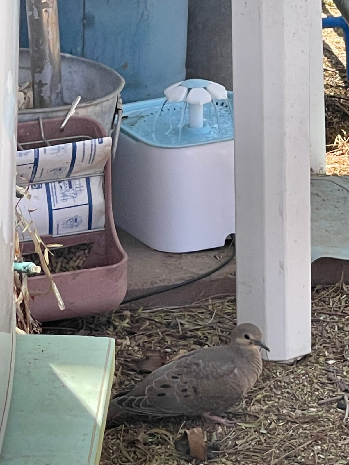 Lixit Reversible Waterer/Feeder for Rabbits and Other Small Animals. (Pack of 1), Purple customer photo 1