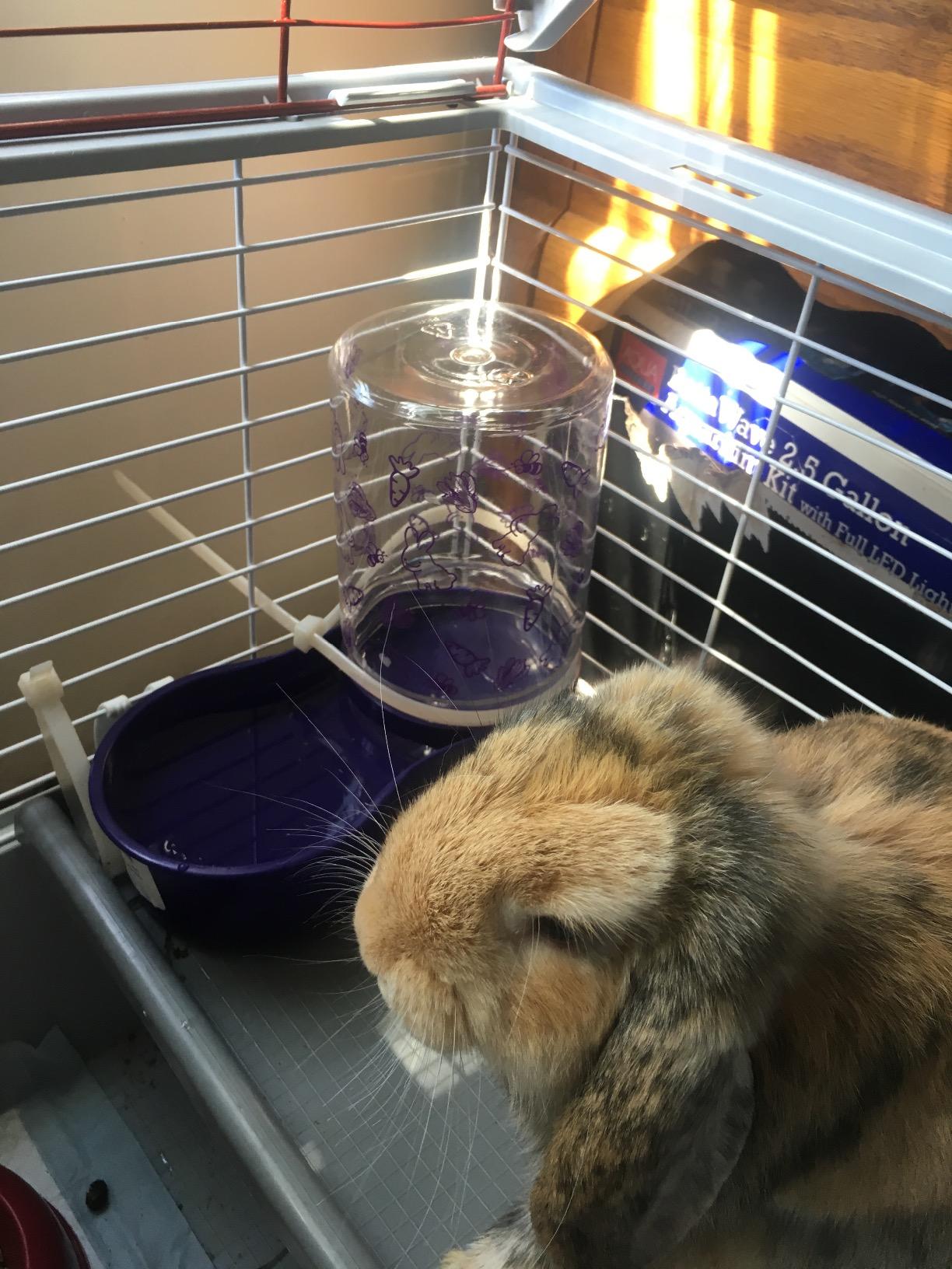 Lixit Reversible Waterer/Feeder for Rabbits and Other Small Animals. (Pack of 1), Purple customer photo 2