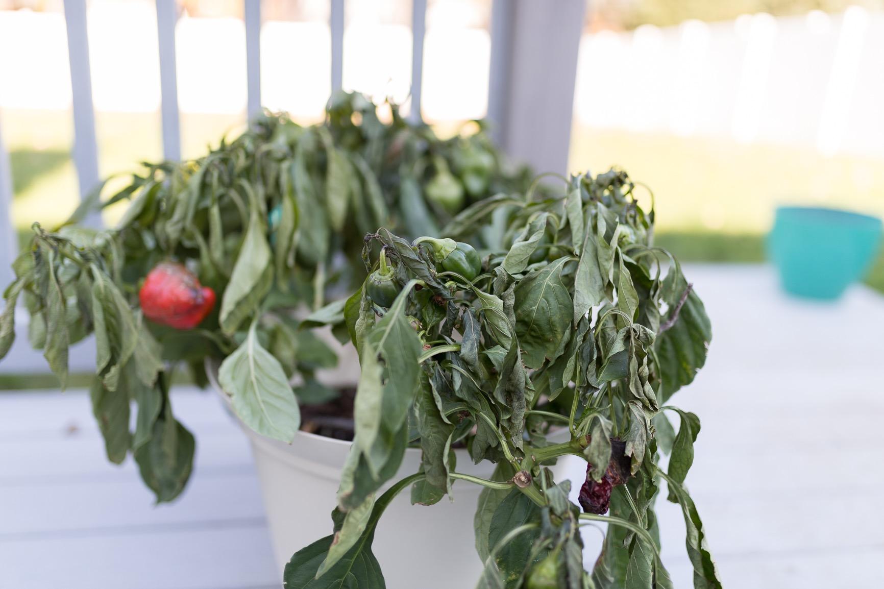 Sigma 35mm F1.4 Art DG HSM Lens for Nikon, Black customer photo 1