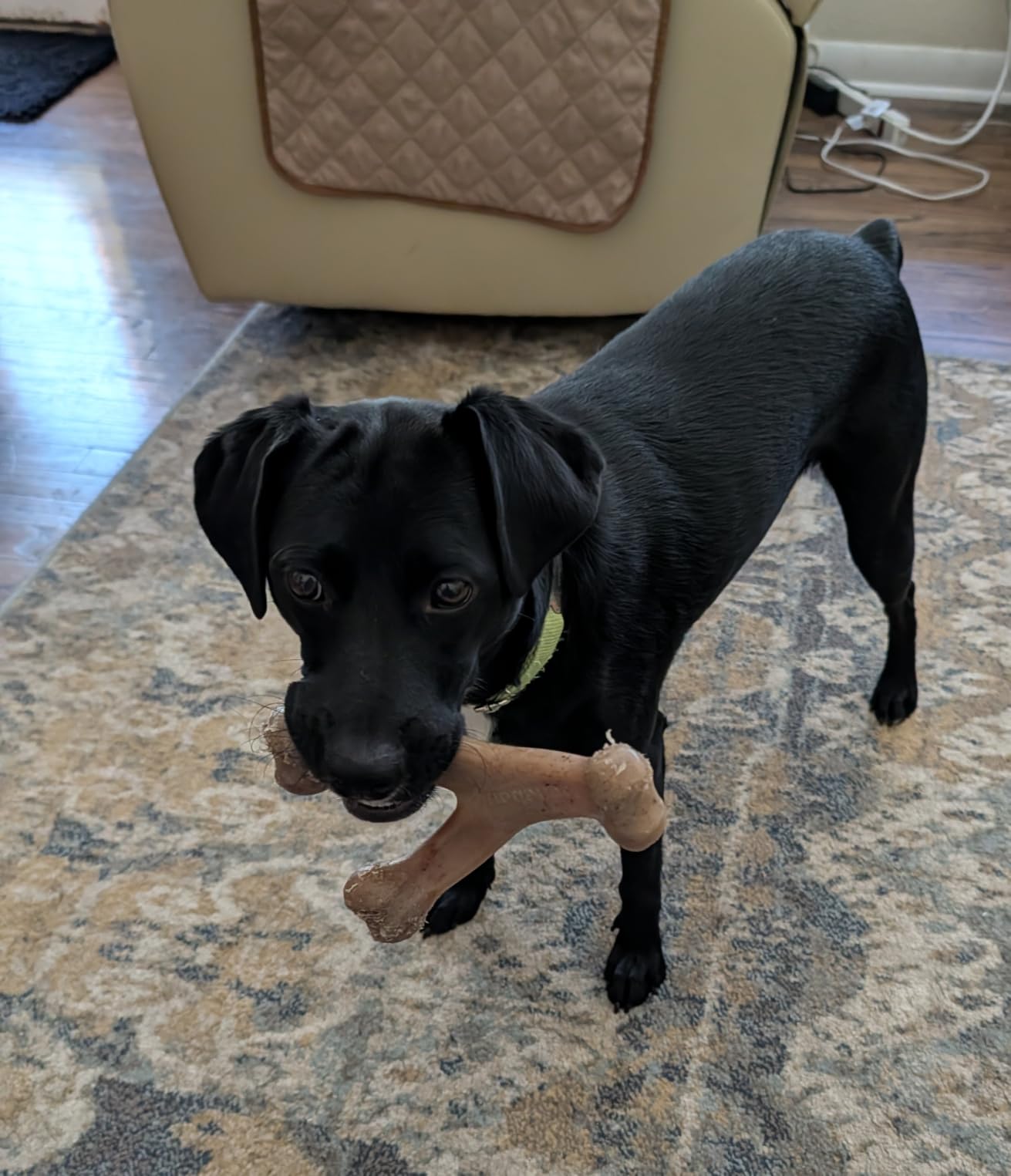 Benebone Wishbone Durable Dog Chew Toy for Aggressive Chewers, Real Bacon, Made in USA, Medium customer photo 1