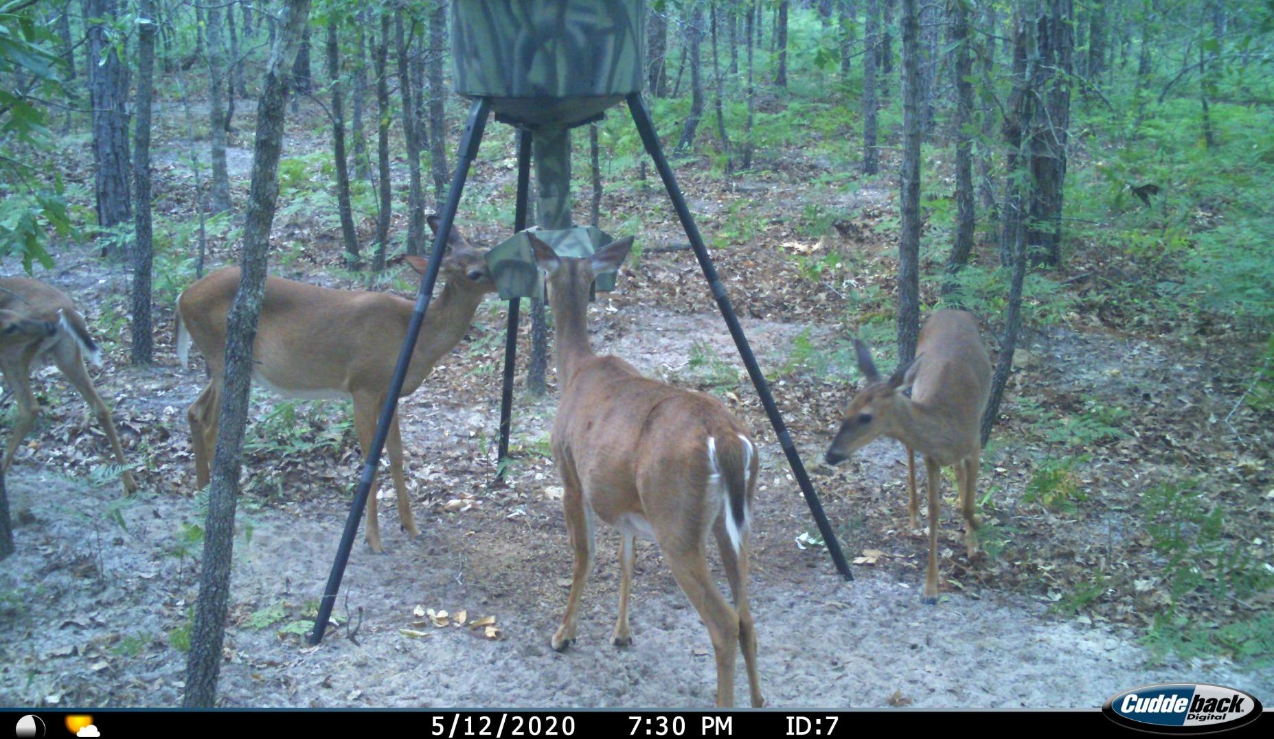 WILDGAME INNOVATIONS Quick-Set 270 lb Game Feeder with Digital Timer | Durable Tripod Corn/Pellet Hunting Feeder with 1-4 Available Feed Times & 30-feet Radius customer photo 1