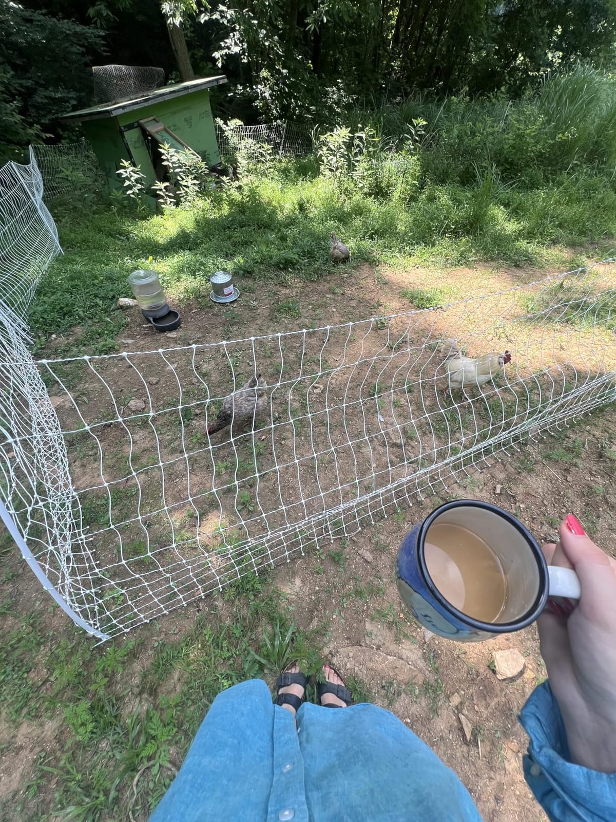 Premier 1 PoultryNet® Electric Fence for Chickens - 48