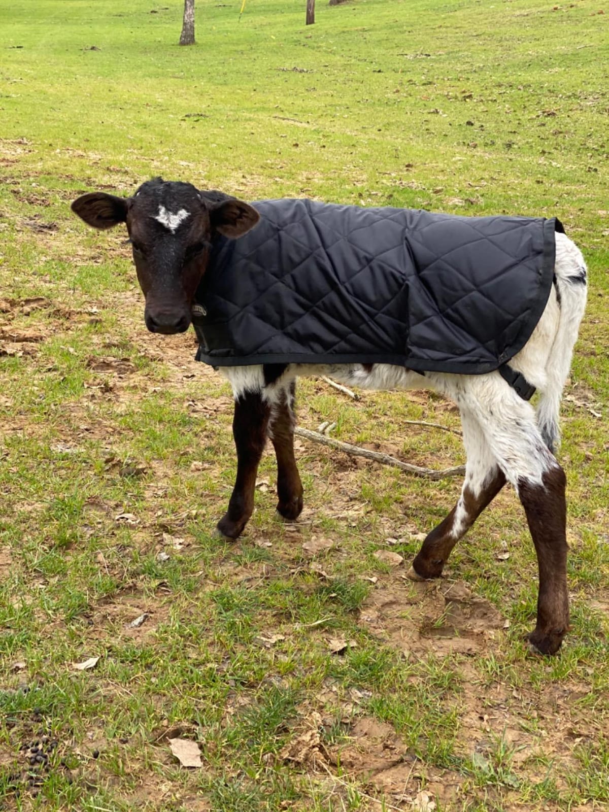 Weaver Livestock Warming Calf Blanket for Winter, Quilted Calf Coat with Buckle, Belly Protecting Livestock Shelter Blanket for Small Cattle customer photo 1