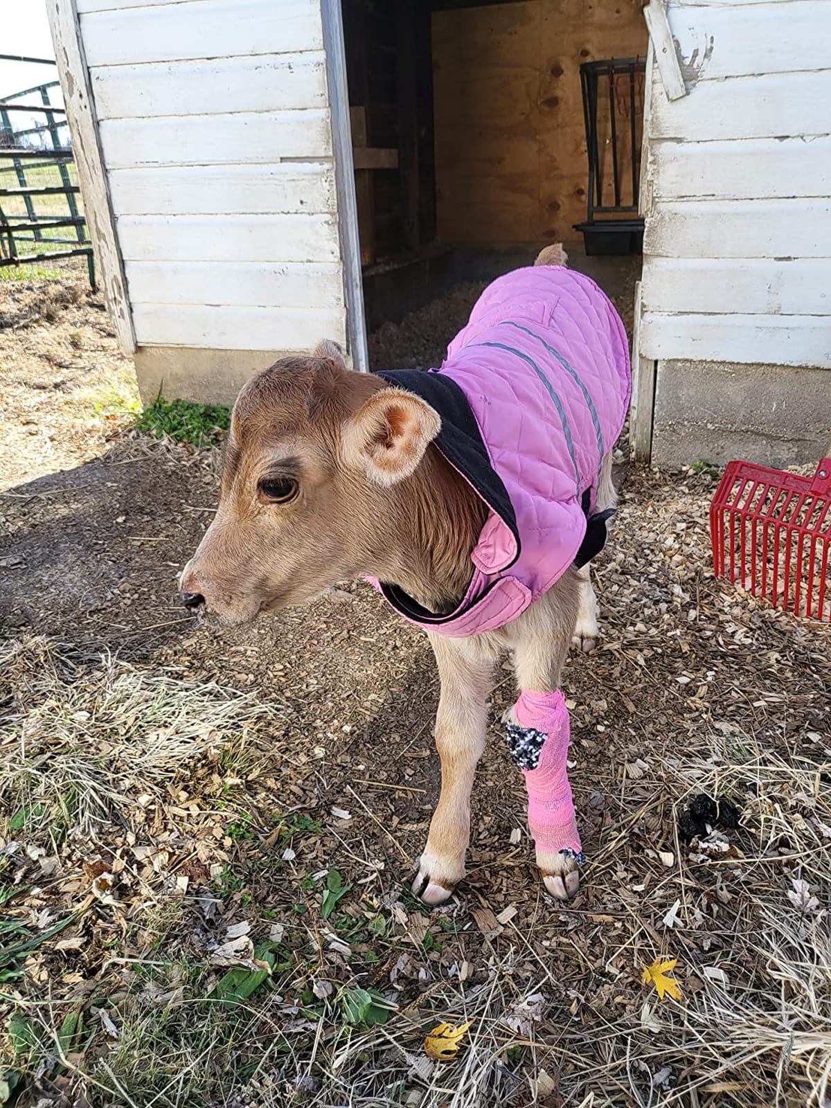 Weaver Livestock Warming Calf Blanket for Winter, Quilted Calf Coat with Buckle, Belly Protecting Livestock Shelter Blanket for Small Cattle customer photo 2