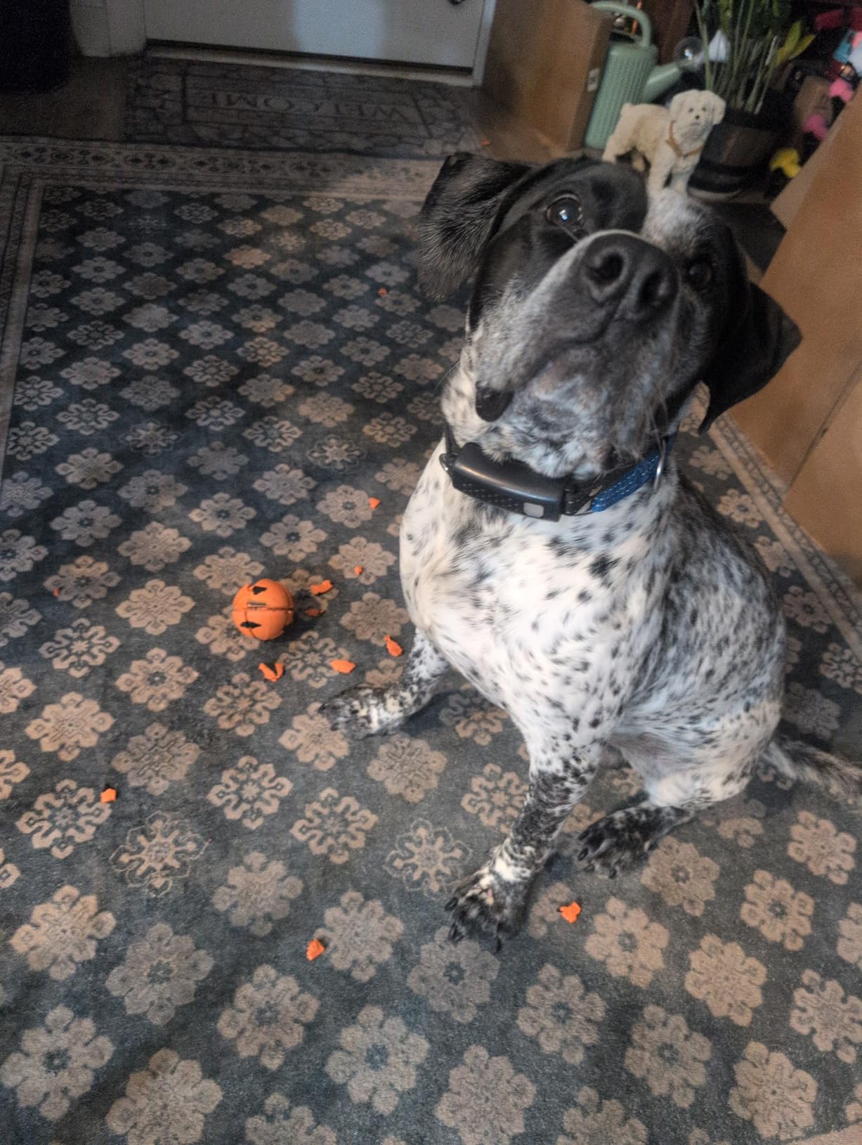 Goughnuts - Virtually Indestructible Ball - Guaranteed Dog Chew Toys for Aggressive Chewers Like Pit Bulls, German Shepherds, and Labs from 30-70 Pounds - Toughest and Durable Natural Rubber - Pro 50 customer photo 2