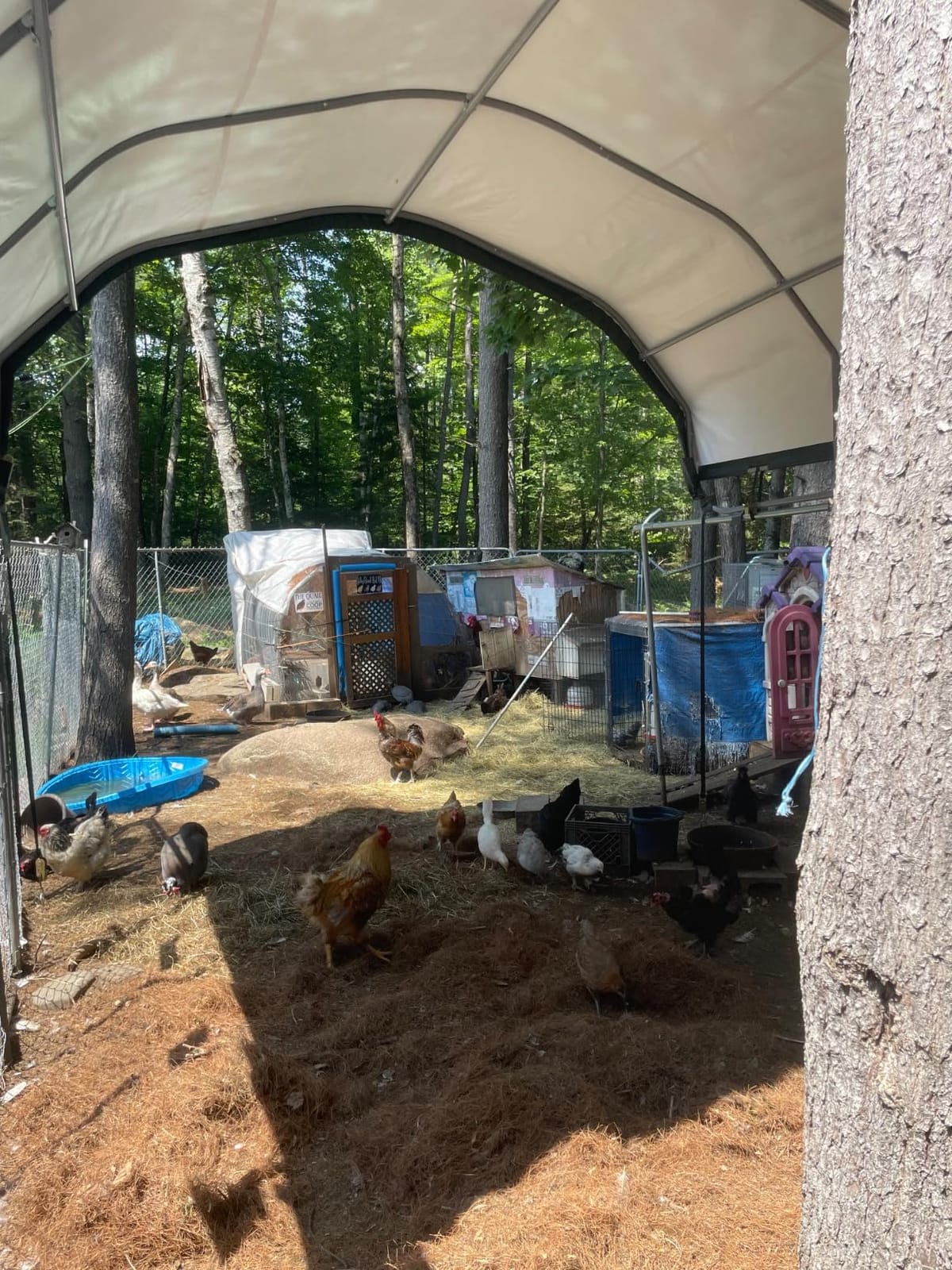ShelterLogic 12' x 12' Corral Shelter and Livestock Shade Waterproof and UV Treated Universal Cover for Horses, Goats, and Other Livestock (Corral Panels Not Included) (Corral Shelter) customer photo 1