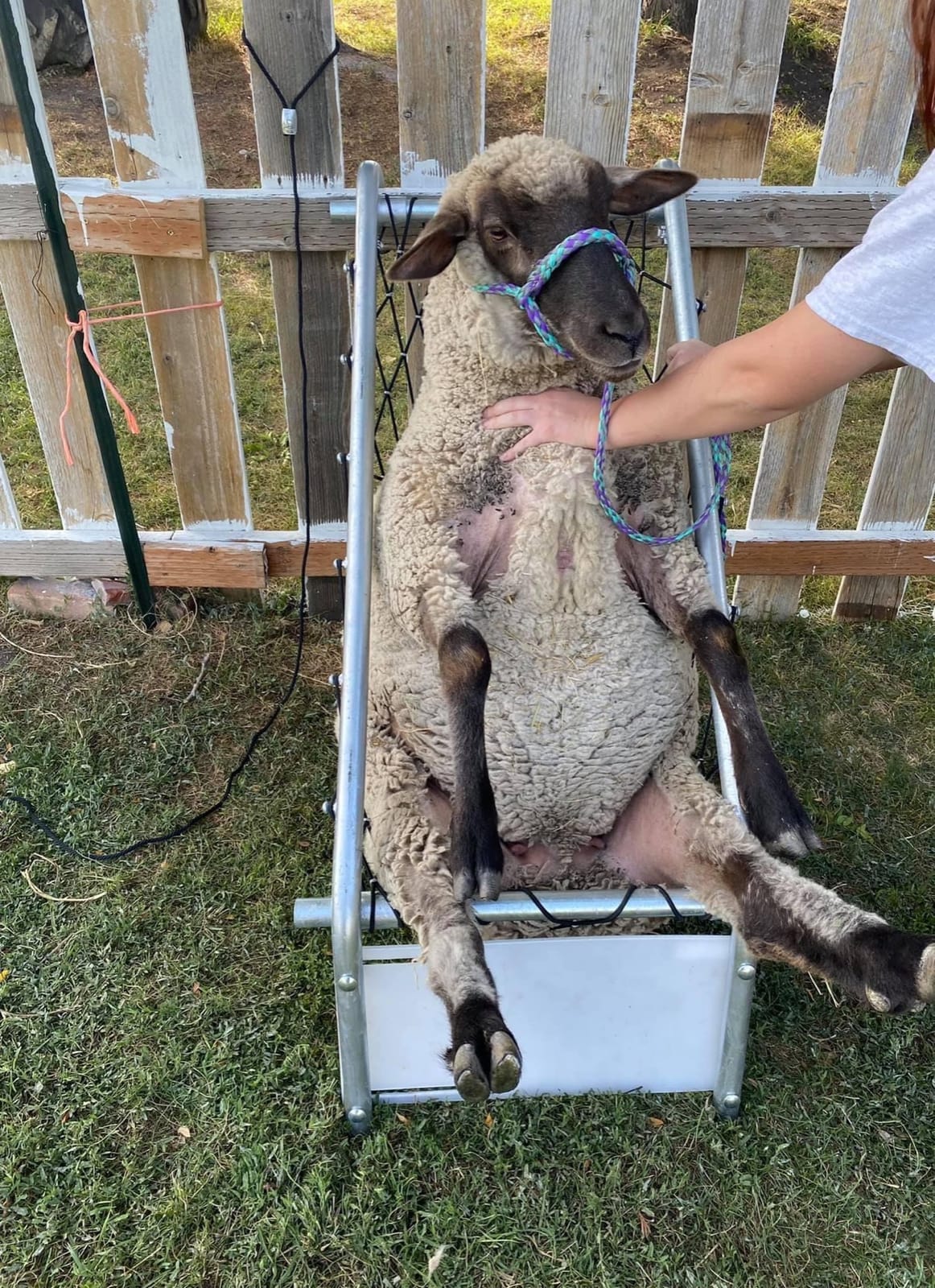 Premier 1 Deck Chair for Sheep | Holds sheep in relaxed position for trimming, tagging & examination. Both hands free. Adjustable width. customer photo 1