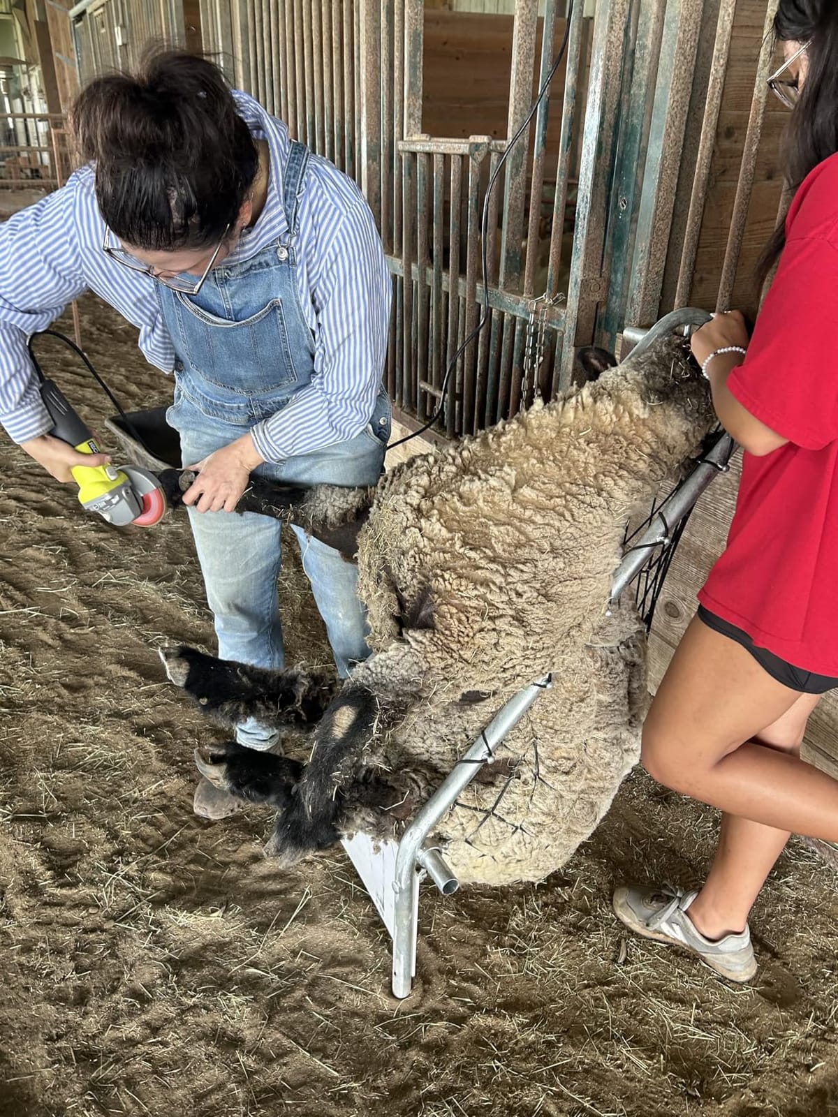 Premier 1 Deck Chair for Sheep | Holds sheep in relaxed position for trimming, tagging & examination. Both hands free. Adjustable width. customer photo 2