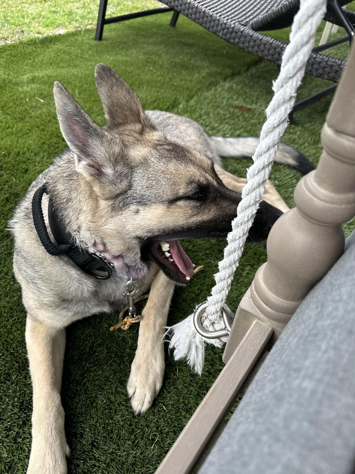 Educator ET-800 The Boss E Collar for Dog Training with Remote - 1 Mile Range, Waterproof, 100 Blunt Stimulation Levels, Tone or Vibration Mode, Night Light Tracking for Small, Medium & Large Dogs customer photo 1