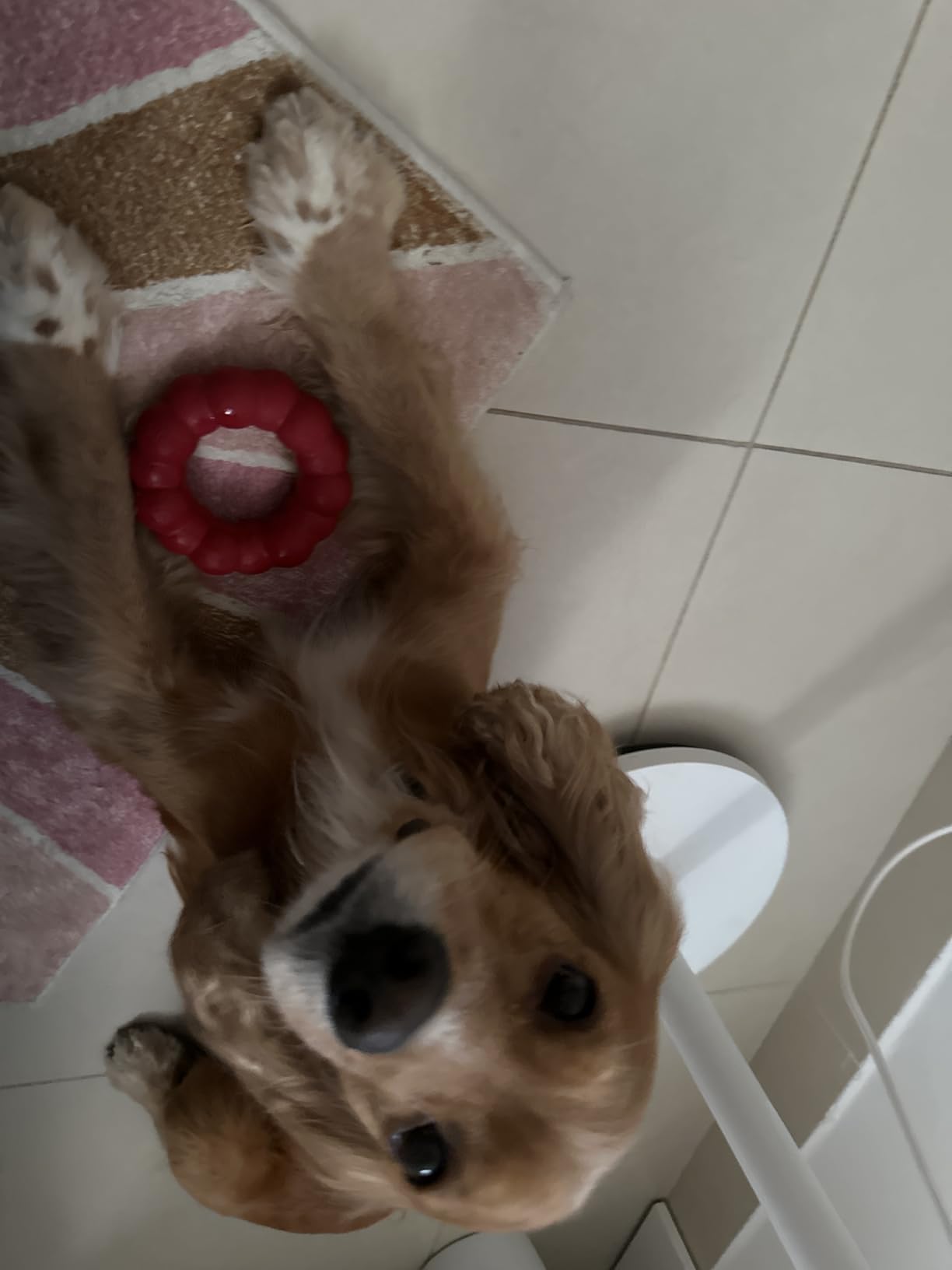 KONG Ring, Natural Rubber Chew Toy for Dental Health, for Small/Medium Dogs | KONG Natural Rubber Ring Toy That Supports Healthy Chewing Habits, Dog Dental Health & Natural Play Instincts customer photo 1