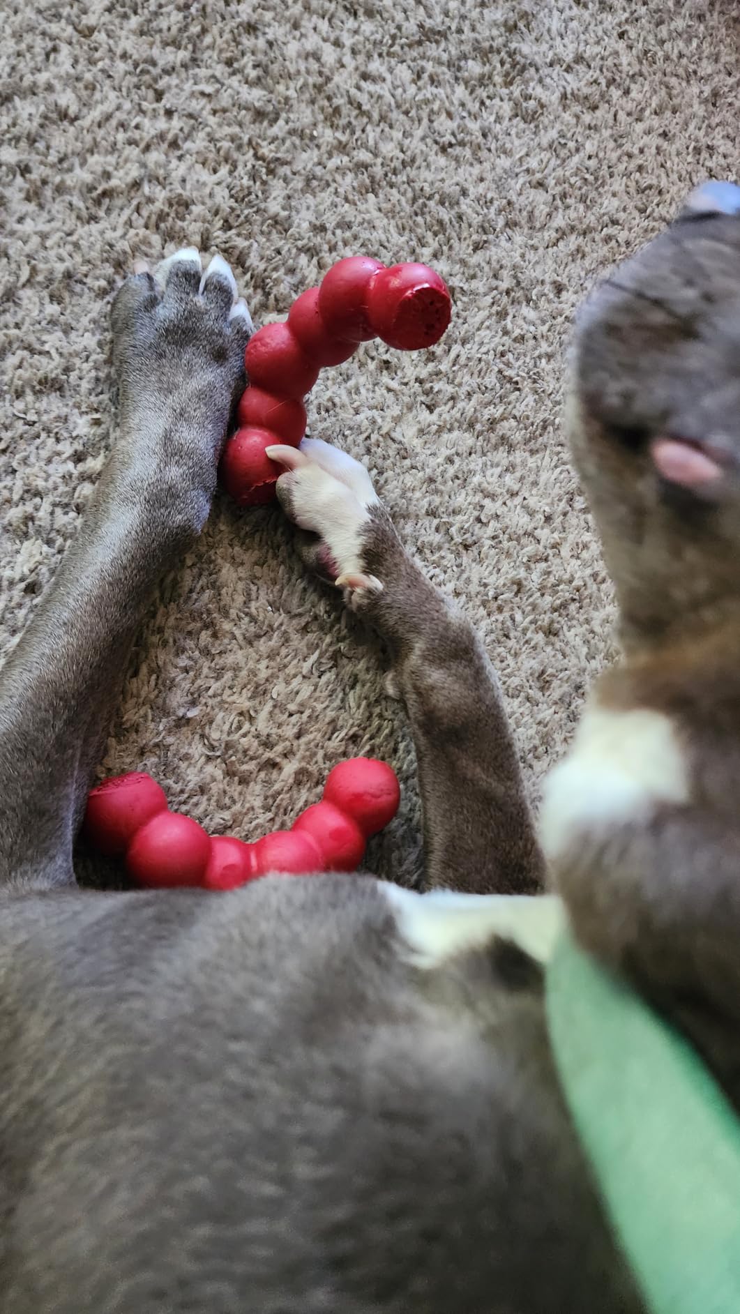 KONG Ring, Natural Rubber Chew Toy for Dental Health, for Small/Medium Dogs | KONG Natural Rubber Ring Toy That Supports Healthy Chewing Habits, Dog Dental Health & Natural Play Instincts customer photo 2