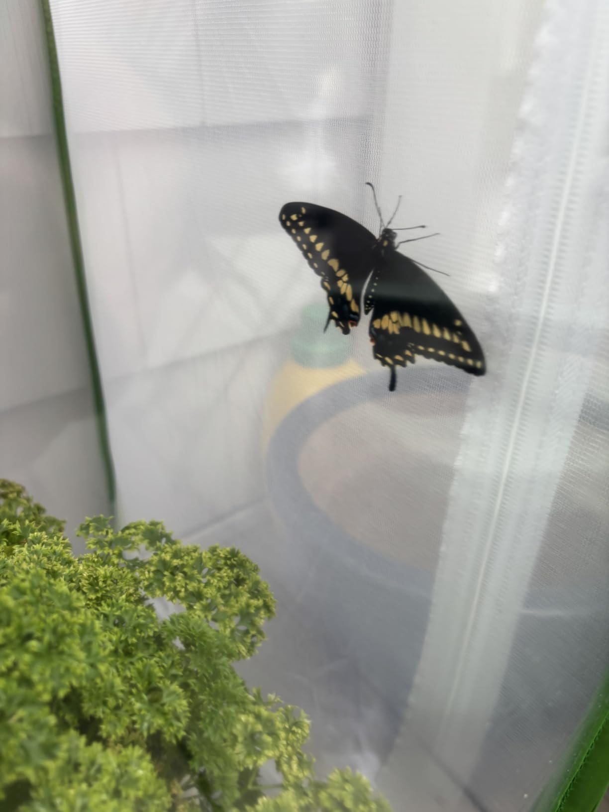 RESTCLOUD Insect and Butterfly Habitat Cage Terrarium Pop-up 23.6 Inches Tall customer photo 1