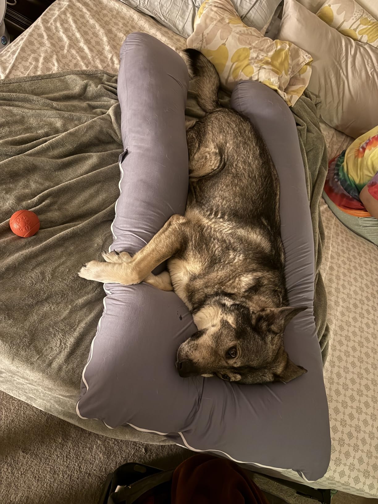 QUEEN ROSE 65 Inch U Shaped Pregnancy Body Pillow for Sleeping, Gray Velvet | Enjoy extended coverage from the extra-long size, designed for tall pregnant women and other adults customer photo 2