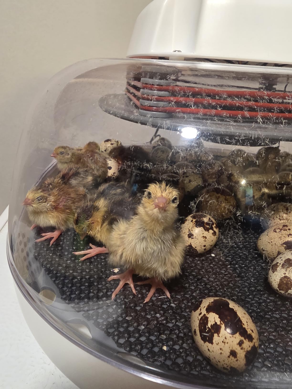 Harris Farms Nurture Right Egg Incubator for Hatching Chicks, Holds 12-22 Eggs, Automatic Turner with Temperature and Humidity Control, 360 Degree View with Clear Window, Incubator for Hatching Eggs customer photo 2