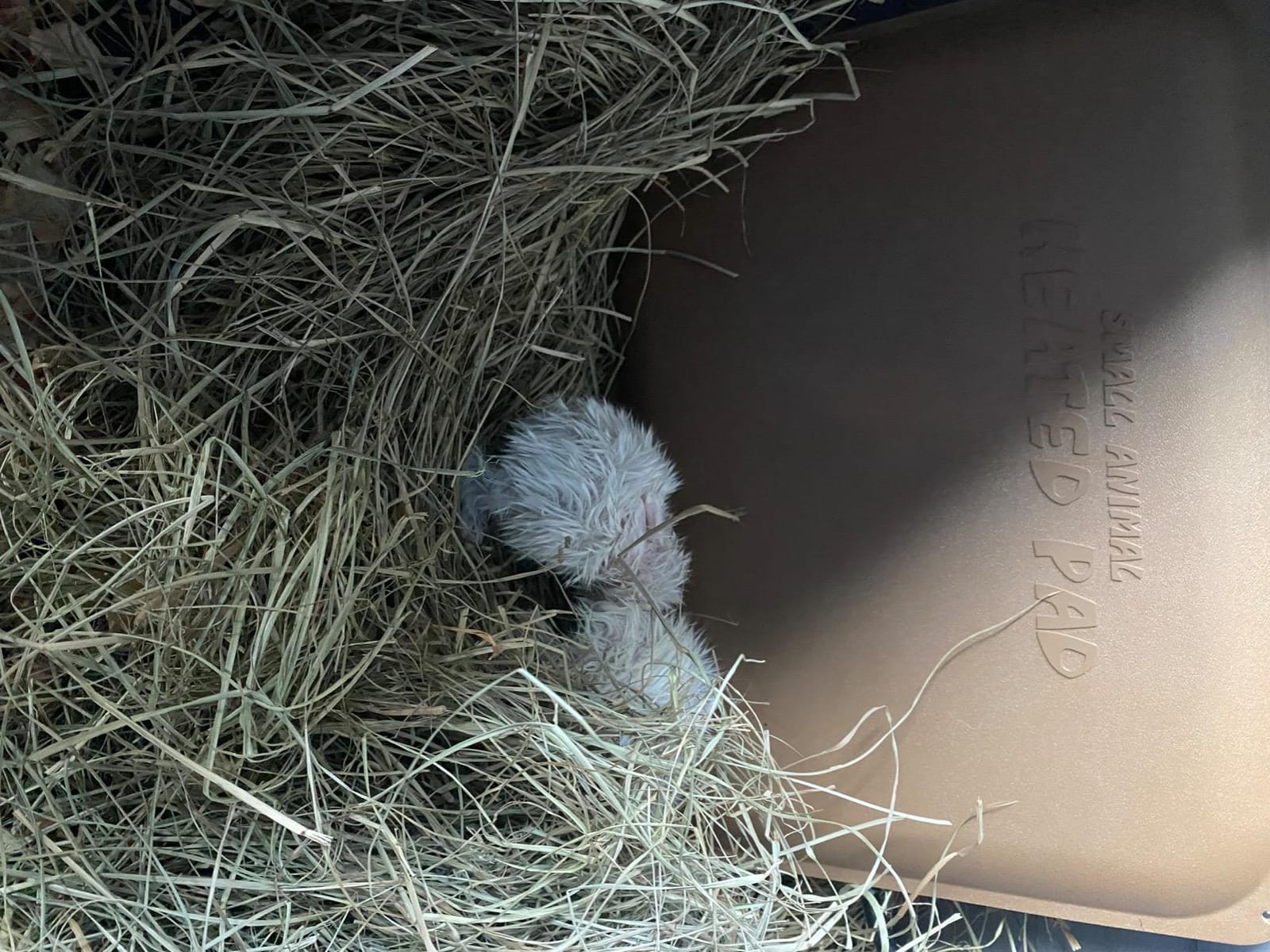 K&H Small Animal Outdoor Heating Pad, Safety Listed, 12x9in Tan 25W | Rabbit Heating Pad, Waterproof, Chew Resistant, Indoor Outdoor Warming Mat for Cat Houses or Chick Brooders customer photo 1