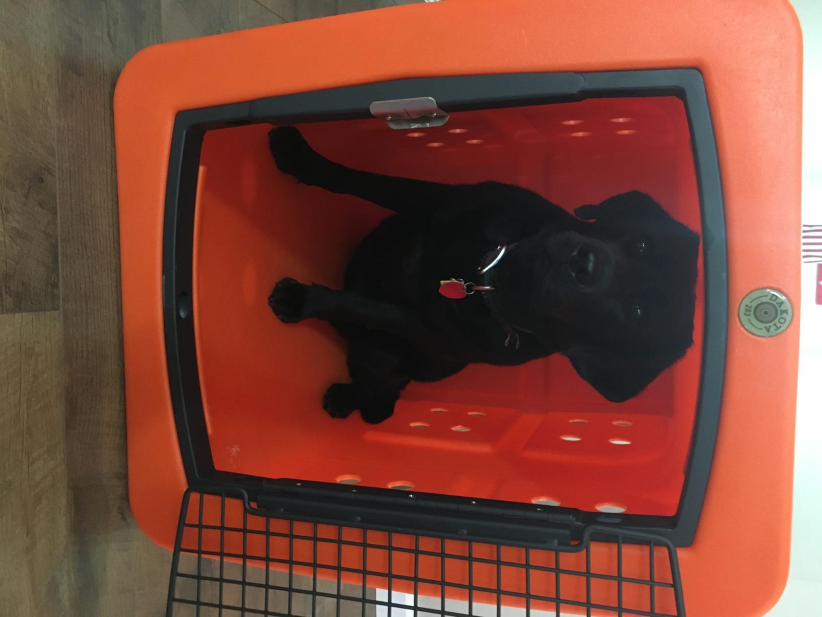 dakota283 D2-G3XLG-FRM-OLI Extra Large Kennel - Frame Door - Olive customer photo 2