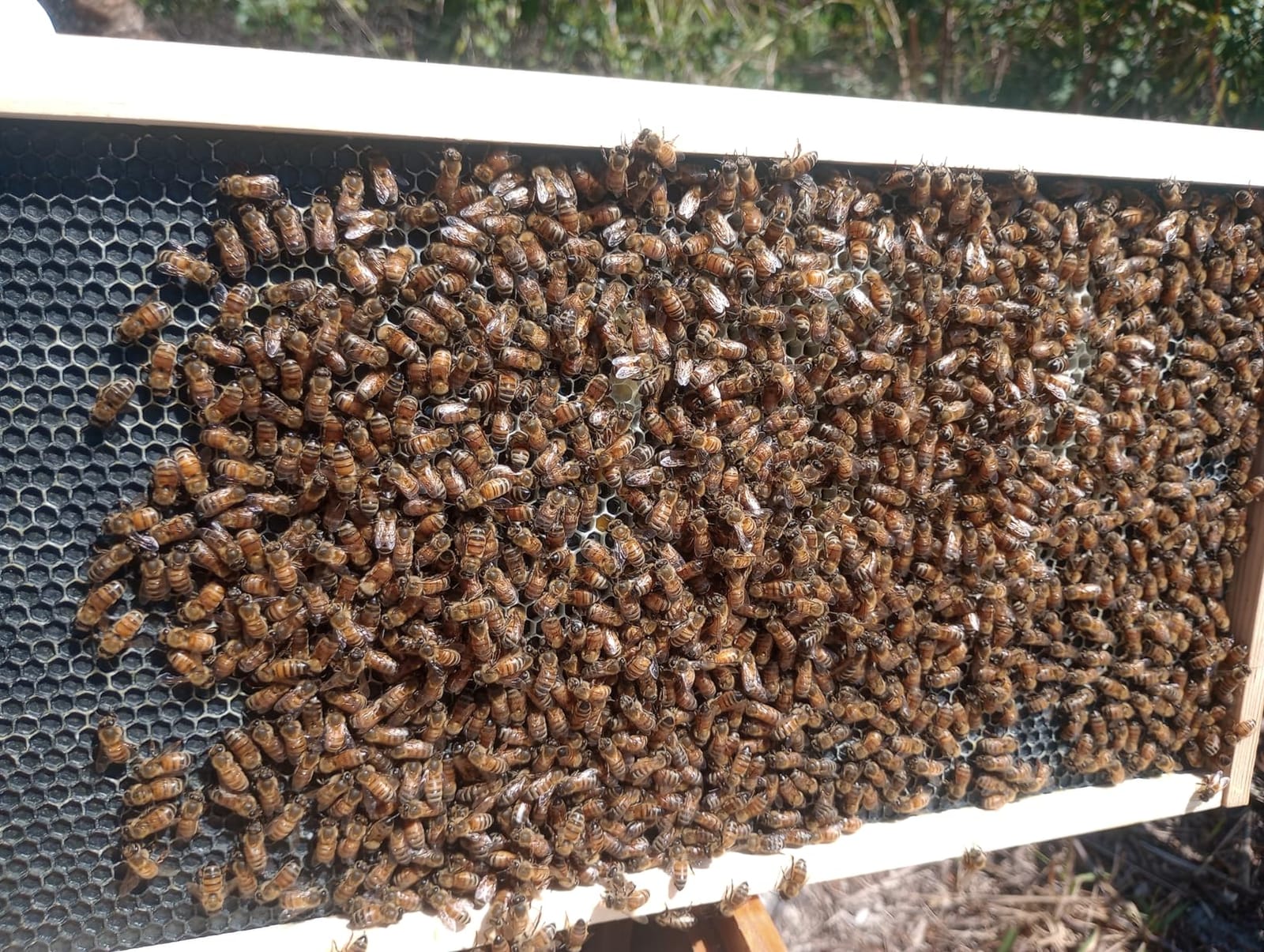 The Original Beeswax Coated Beehive Kit. Includes 2 Deep & 1 Medium Boxes with 10 Wooden Frames & Heavy Wax Coated Foundations. Easy Assembly with Predrilled Holes & Screws (Unassembled) customer photo 1