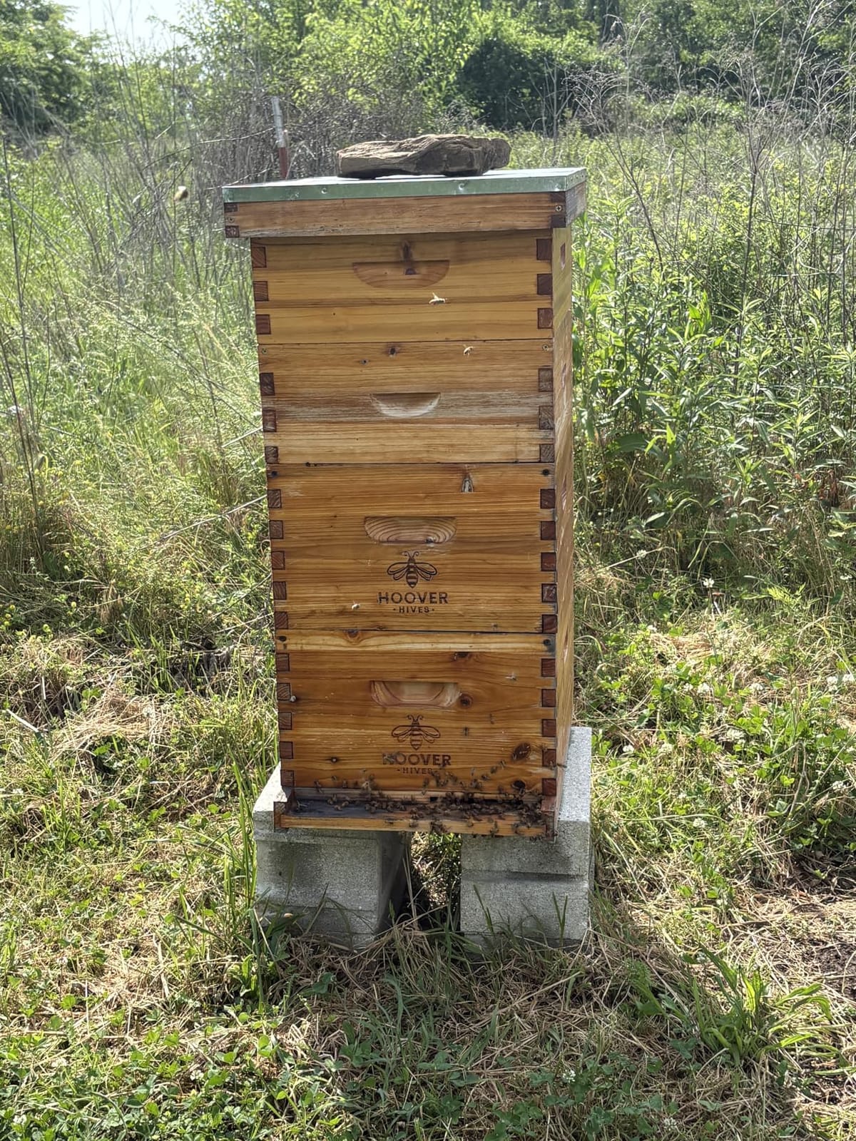 The Original Beeswax Coated Beehive Kit. Includes 2 Deep & 1 Medium Boxes with 10 Wooden Frames & Heavy Wax Coated Foundations. Easy Assembly with Predrilled Holes & Screws (Unassembled) customer photo 2