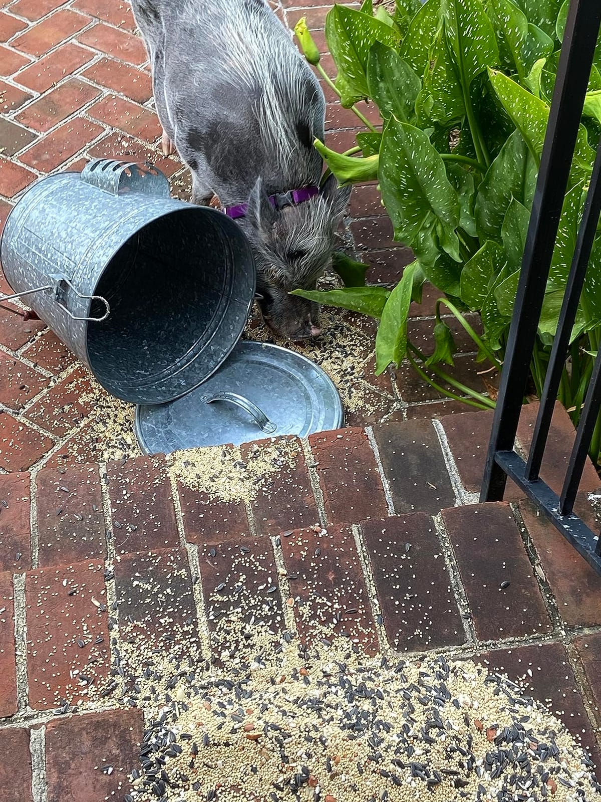 Audubon Woodlink Galvanized Steel Rustic Farmhouse Bird Food and Seed Locking Storage Bucket Bin with Scoop, Holds up to 16.5 Quarts or 25 Pounds customer photo 1