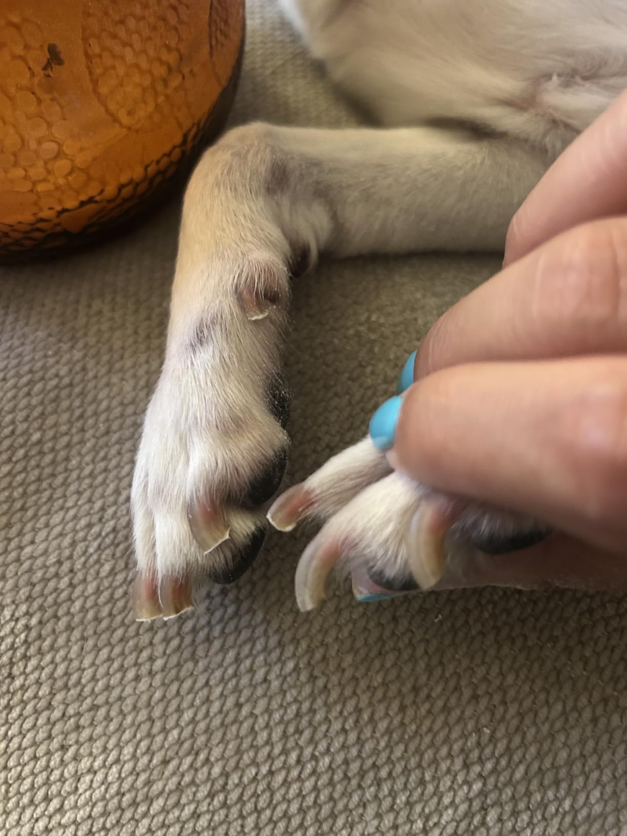Casfuy Dog Nail Grinder Upgraded - Professional 2-Speed Whisper-Quiet Electric Pet Nail Trimmer Painless Paws Grooming & Smoothing for Small Medium Large Dogs & Cats (White) customer photo 2
