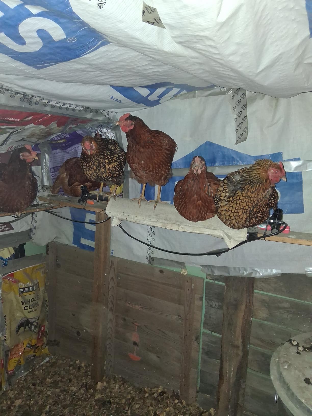 K&H Heated Chicken Perch, Thermo Heated Roosting Bar for Coop, Prevents Frozen Toes, Dual Thermostats, Large 36in customer photo 1