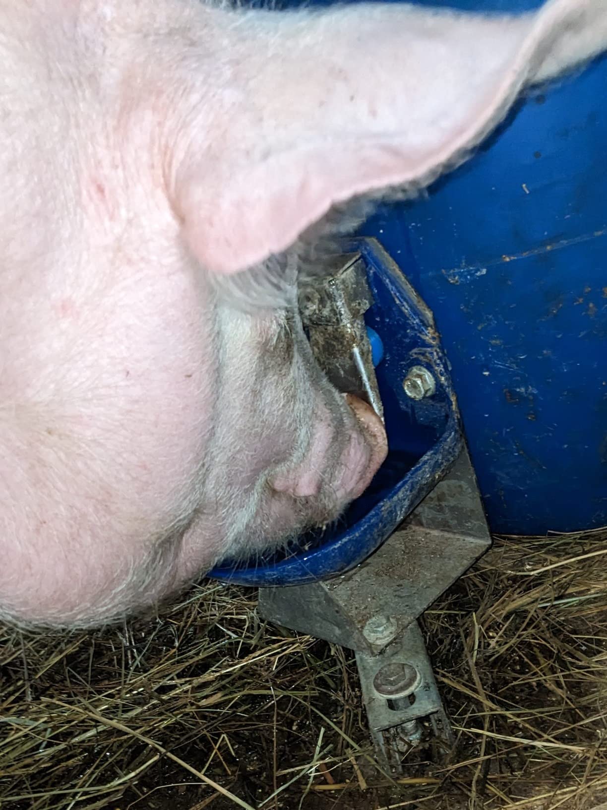 Gravity Flow Barrel Pig Waterer customer photo 1