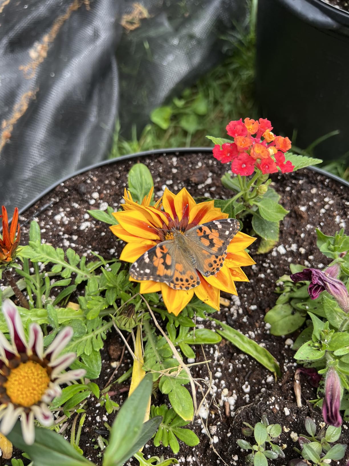 Insect Lore Butterfly Garden with 5 Live Baby Caterpillars - STEM Activity Journal, Habitat, Chrys-A-Lid Holder and Feeder Included | Raise and Release Painted Lady Butterflies customer photo 1