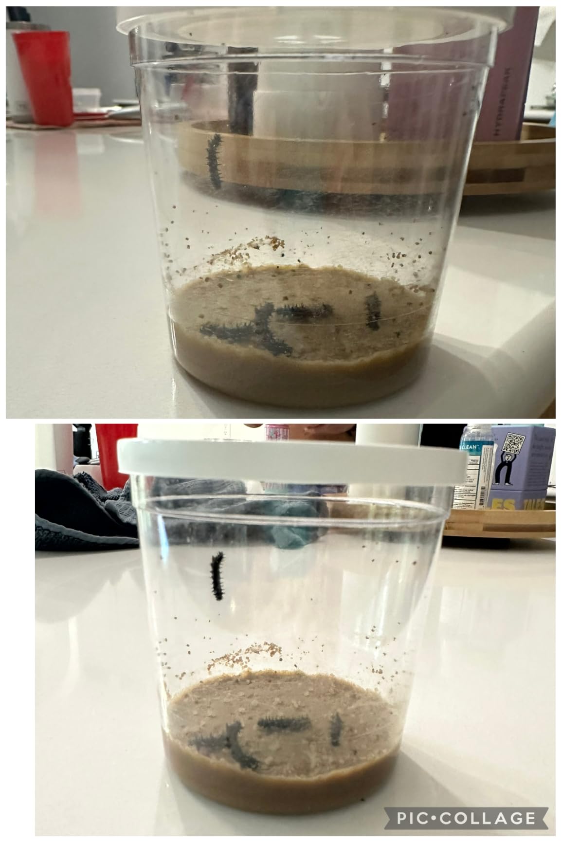Insect Lore Butterfly Garden with 5 Live Baby Caterpillars - STEM Activity Journal, Habitat, Chrys-A-Lid Holder and Feeder Included | Raise and Release Painted Lady Butterflies customer photo 2