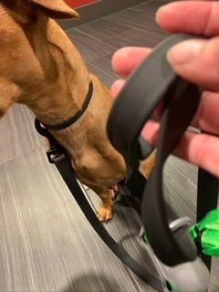 Biothane Waterproof 6ft Dog Leash Strong Coated Nylon Webbing with Black Hardware Odor-Proof Easy to Clean High Performance for Small or Large Dogs Made in USA 6ft Lead, Black customer photo 2
