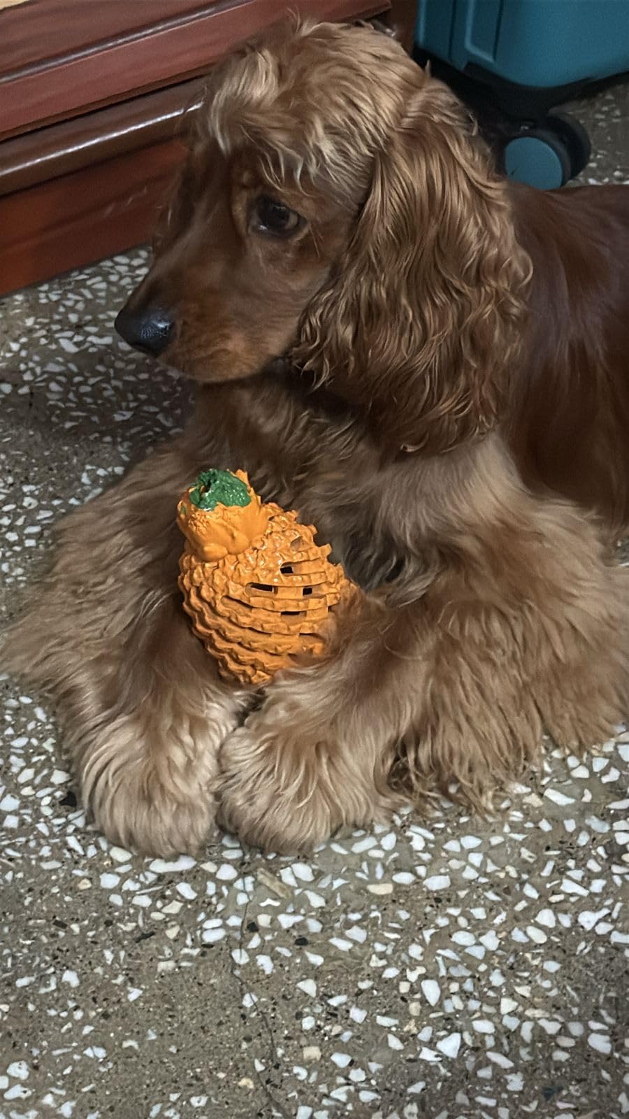 Indestructible Pineapple Dog Toy - Giant Aggressive Chewers Training | Heavy Chew, Treat Dispenser, Power Chewer, Durable Puzzle, Tough Interactive, Easy Clean customer photo 1