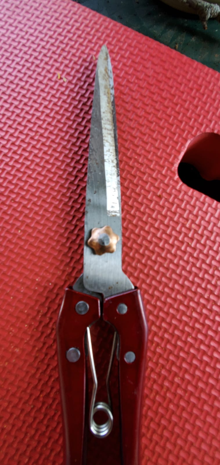 Grass Shear Sheep Shear Alpaca Shear - Coated Wear-Resistant Handle, Manganese Steel Double Blade, Strong Spring Suitable For Cattle And Sheep and Horse Hair Hand-Cut (Red 10.2 inches) customer photo 2