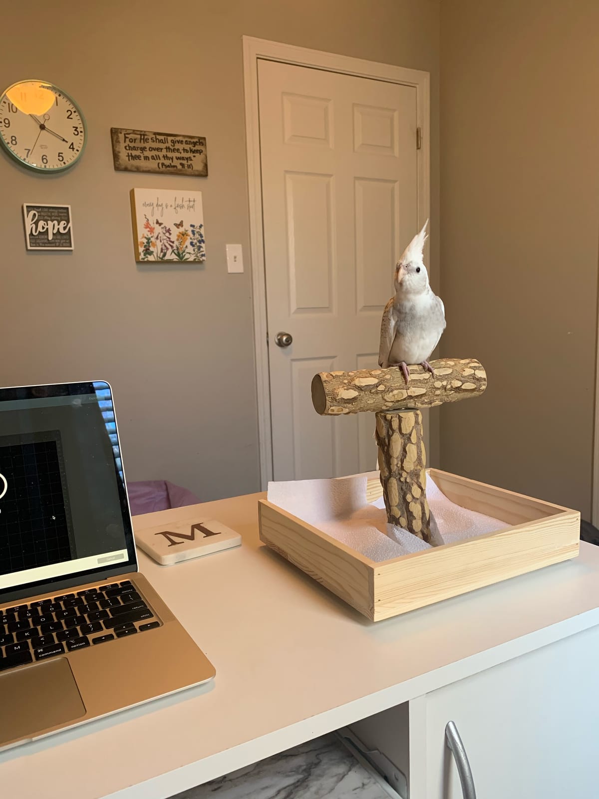Bird Stand Tabletop, Portable Tee Stand, Parrot Play Stand Perch Gym for Small Medium Parrot (T Stand) customer photo 2
