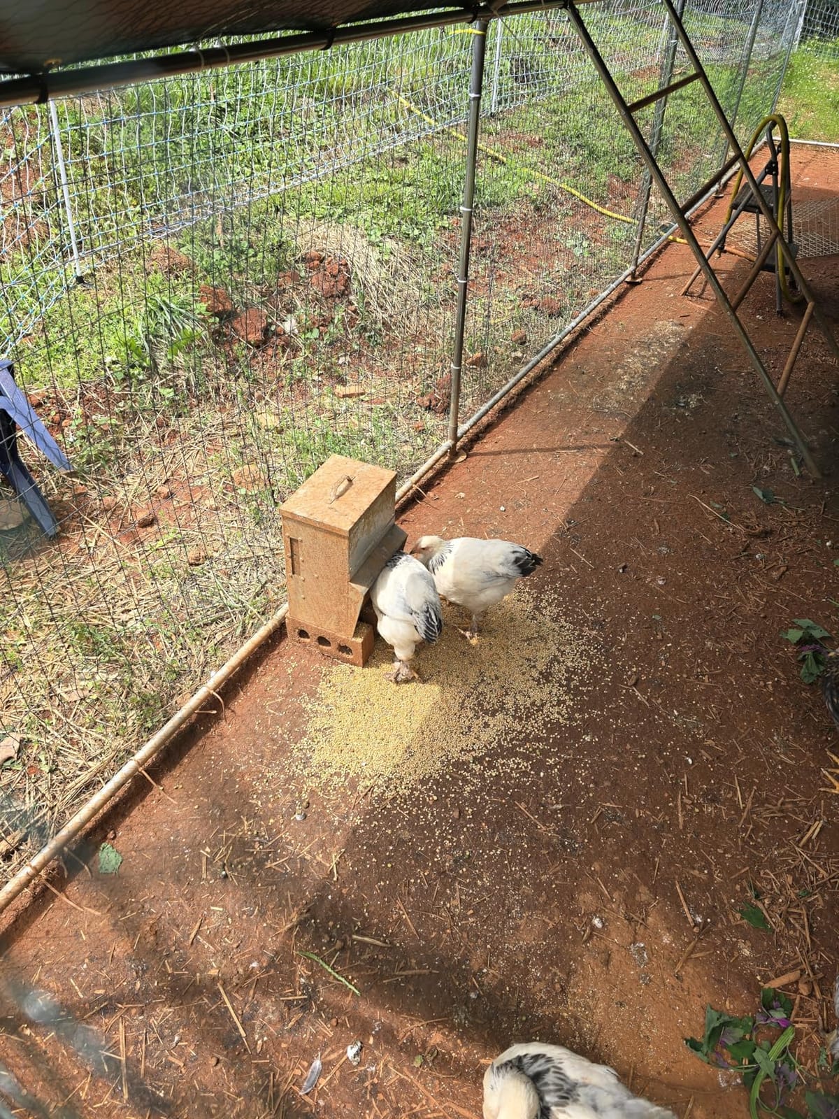 RentACoop Metal Trough Feeder with Lid & Rain Cover - Galvanized Steel - Side View Window - Moveable Grate for Easy Cleaning - Suitable for Chickens, Ducks, Poultry & More - 50lb Capacity customer photo 1